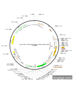 pLV3-CMV-3×FLAG-GPX4(human)-3UTR-CopGFP-Puro