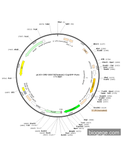 pLV3-CMV-DDIT3(human)-CopGFP-Puro