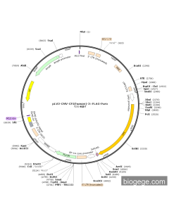 pLV3-CMV-CFI(human)-3×FLAG-Puro