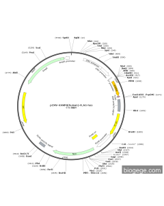 pCMV-VAMP8(human)-FLAG-Neo