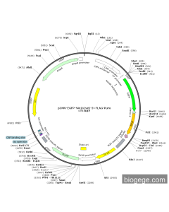 pCMV-EGFP-Ninj1(rat)-3×FLAG-Puro