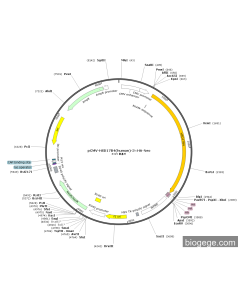 pCMV-HSD17B4(human)-3×HA-Neo