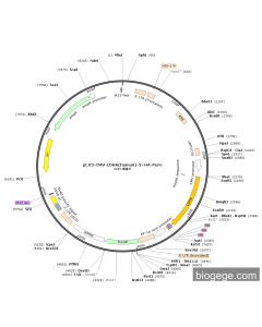 pLV3-CMV-LDHA(human)-3×HA-Puro