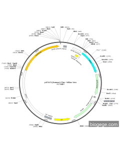 pSTAT1(human)-Fluc--hRluc-Neo