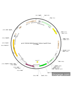 pLV2-TRE3GS-RBPJ(human)-TetOne-CopGFP-Puro