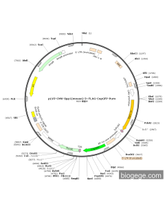 pLV3-CMV-Spp1(mouse)-3×FLAG-CopGFP-Puro