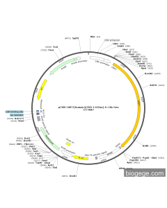 pCMV-USP7(human)(209-1102aa)-6×His-Neo