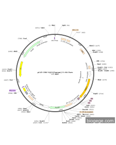 pLV3-CMV-NQO1(human)-3×HA-Puro