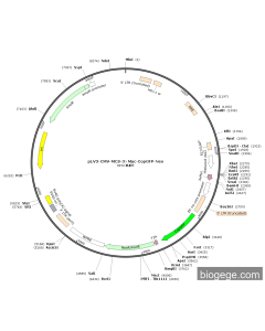 pLV3-CMV-MCS-3×Myc-CopGFP-Neo