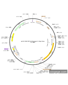 pLV3-CMV-EEF1A1(human)-3×Myc-Puro