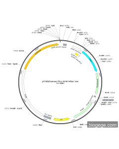 pFOSB(human)-Fluc-SV40-hRluc-Neo