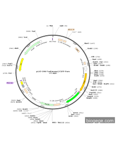 pLV3-CMV-Fasl(mouse)-EGFP-Puro