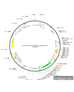 pLV3-CMV-Apoc1(mouse)-CopGFP-Puro