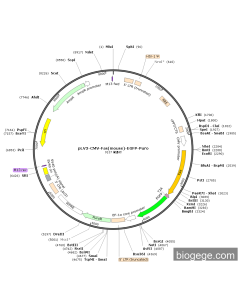 pLV3-CMV-Fas(mouse)-EGFP-Puro