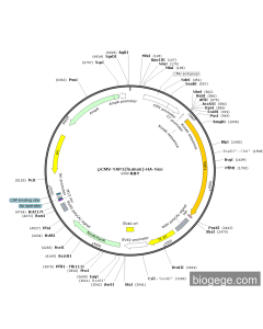 pCMV-YAP1(human)-HA-Neo