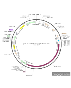 pLV3-U6-NR1H4(human)-sgRNA2-Cas9-Puro