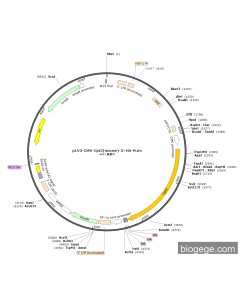 pLV3-CMV-Cpt2(mouse)-3×HA-Puro