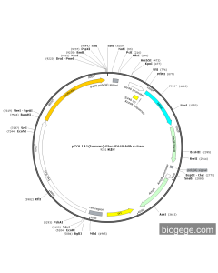 pCOL1A1(human)-Fluc-SV40-hRluc-Neo