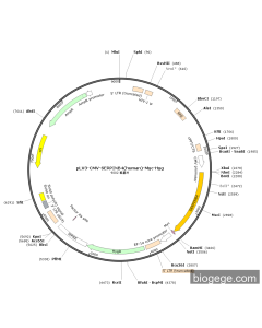 pLV3-CMV-SERPINB4(human)-Myc-Hyg