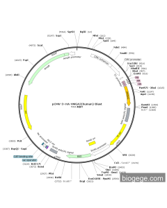 pCMV-3×HA-HMGA2(human)-Blast
