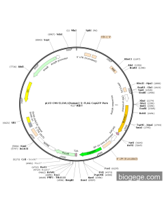 pLV3-CMV-ELOVL1(human)-3×FLAG-CopGFP-Puro