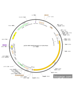 pLV3-CMV-Fmnl1(mouse)-3×FLAG-Puro