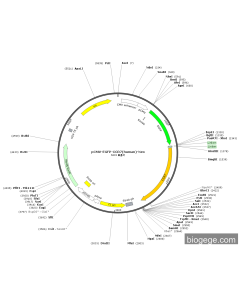 pCMV-EGFP-CCR7(human)-Neo