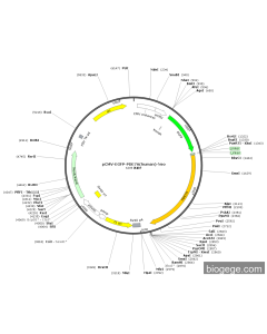 pCMV-EGFP-PDE7A(human)-Neo