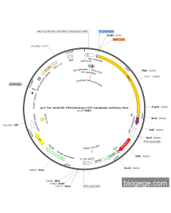 pLV-Tet-miniCMV-FBH1(human)-GFP-nanobody-mCherry-Puro