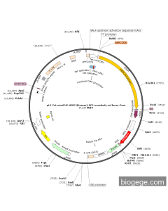pLV-Tet-miniCMV-HERC5(human)-GFP-nanobody-mCherry-Puro