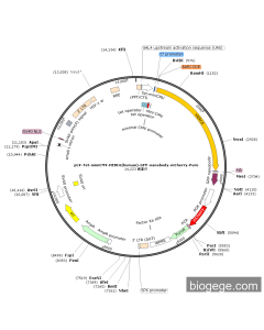 pLV-Tet-miniCMV-HERC6(human)-GFP-nanobody-mCherry-Puro