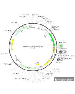 pCMV-EGFP-CD24(human)-Neo