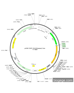 pCMV-EGFP-CD47(human)-Neo