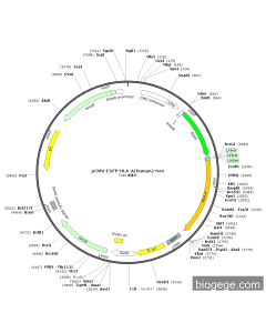 pCMV-EGFP-HLA-A(human)-Neo