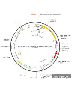 pLV-Tet-miniCMV-ZBTB16(human)-GFP-nanobody-mCherry-Puro