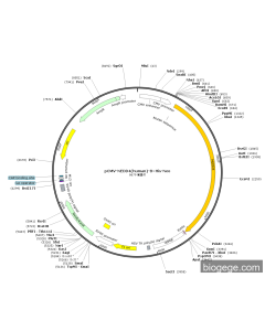 pCMV-NEDD4(human)-8×His-Neo