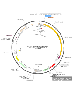 pLV-Tet-miniCMV-NEDD4(human)-GFP-nanobody-mCherry-Puro
