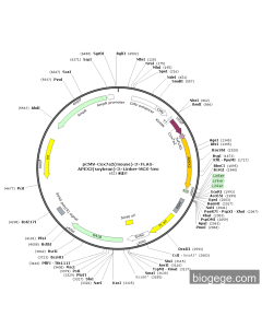 pCMV-Cox7a2(mouse)-3×FLAG-APEX2(soybean)-3×Linker-MCS-Neo