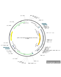 pCMV-2×teto-Twinstrep-OR1D2(human)-10×His-Hyg