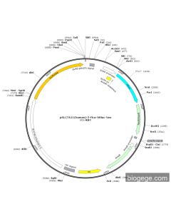 pSLC7A11(human)-2-Fluc-hRluc-Neo