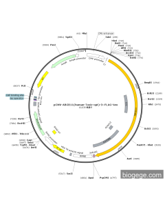 pCMV-ABCB11(human-Toxic-opt)-3×FLAG-Neo