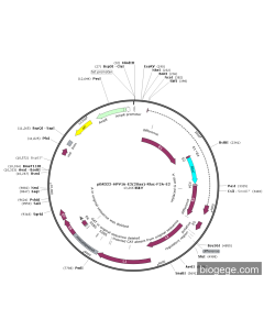 pBR322-HPV16-E2(20aa)-Rluc-F2A-E2