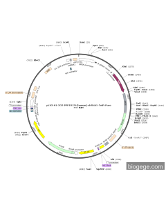 pLV3-H1-2O2-PPP1R13L(human)-shRNA1-TetR-Puro