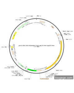pLV3-CMV-CDK11B(human-Toxic-opt)-8×His-CopGFP-Puro