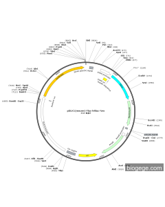 pDLK1(mouse)-Fluc-hRluc-Neo