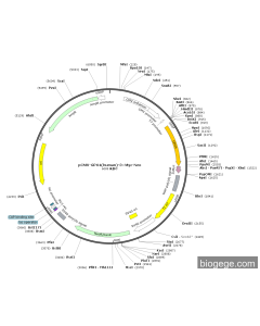 pCMV-GPX4(human)-3×Myc-Neo