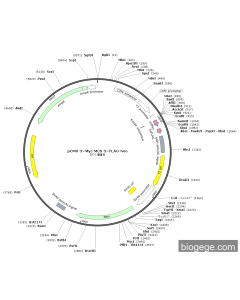 pCMV-3×Myc-MCS-3×FLAG-Neo
