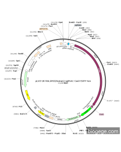 pLV3-U6-RALGPS2(human)-sgRNA1-Cas9-EGFP-Neo