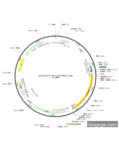 pLV3-STAT5-RE-Luc2P-hPEST-Hyg