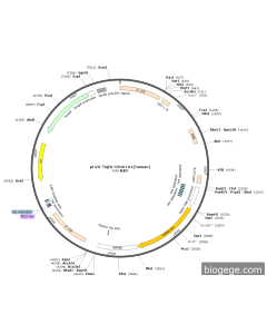 pLVX-Tight-CSNK1A1(human)